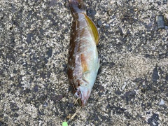 Pseudolabrus sieboldi