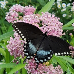 Papilio troilus
