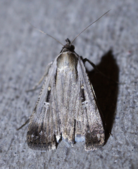 Tathorhynchus exsiccata