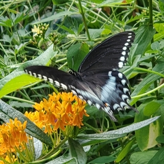 Papilio troilus