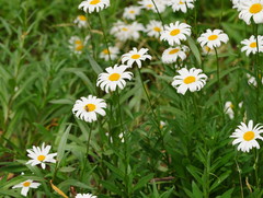 Leucanthemum × superbum
