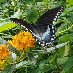 Papilio troilus
