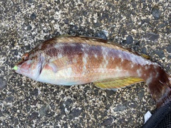 Pseudolabrus sieboldi