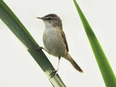 Acrocephalus agricola