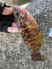 Pseudolabrus sieboldi