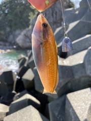 Halichoeres tenuispinis