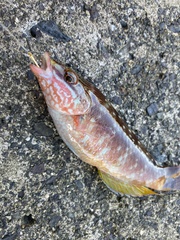 Pseudolabrus sieboldi