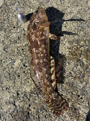 Hexagrammos otakii