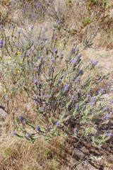 Lobostemon argenteus