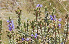 Lobostemon argenteus