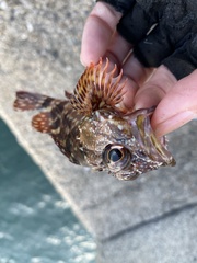 Sebastiscus marmoratus