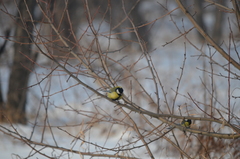 Parus major