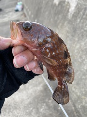 Epinephelus akaara