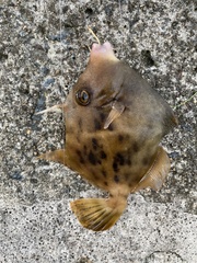 Stephanolepis cirrhifer