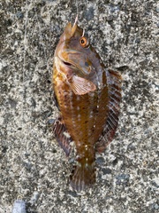 Pteragogus aurigarius