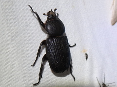 Hemiphileurus illatus