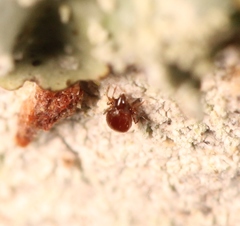 Phauloppia lucorum