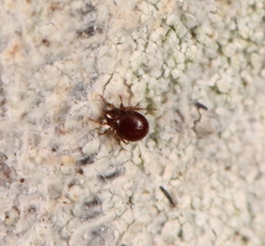 Phauloppia lucorum