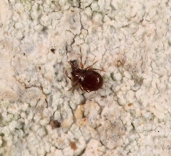 Phauloppia lucorum