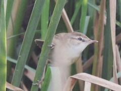 Acrocephalus agricola