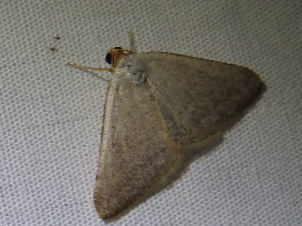 Macaria tenebrosata