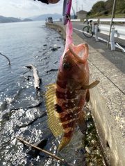 Epinephelus akaara
