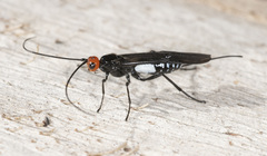 Callibracon capitator