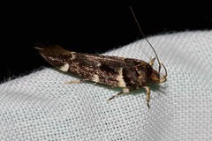 Macrobathra ceraunobola