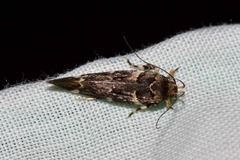 Macrobathra ceraunobola