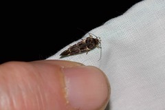 Macrobathra ceraunobola