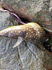 Takifugu flavipterus