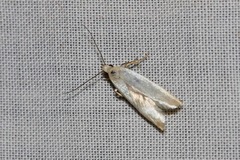 Scieropepla polyxesta