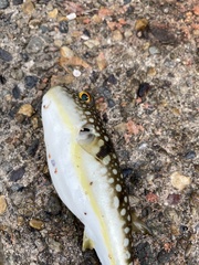 Takifugu flavipterus