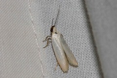 Scieropepla polyxesta