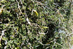 Sophora prostrata
