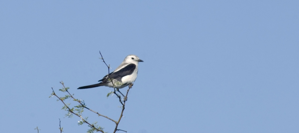 Black-and-white Monjita