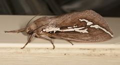 Abantiades latipennis