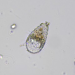 Euglypha compressa