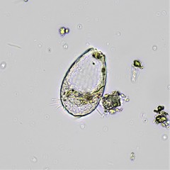 Euglypha compressa