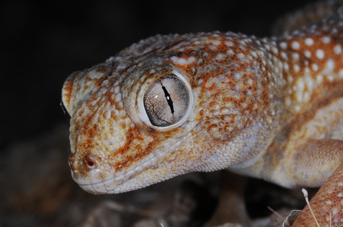 Giant Ground Gecko, Chondrodactylus angulifer