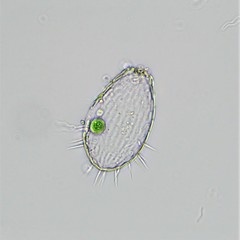 Euglypha compressa