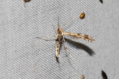 Trichoptilus ceramodes