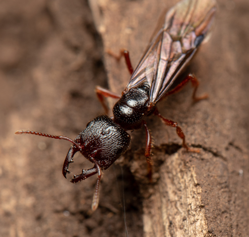 Southern Michelin Ant photo 4