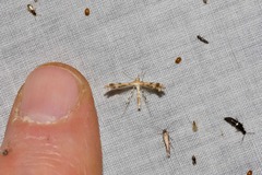 Trichoptilus ceramodes