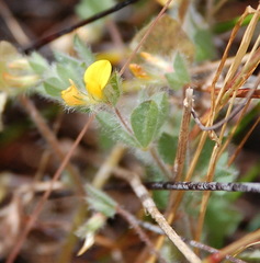 Lotus subbiflorus subbiflorus