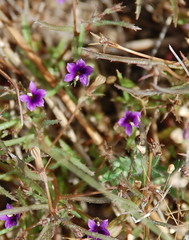 Monopsis debilis depressa