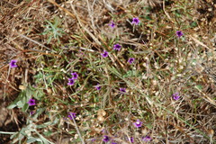 Monopsis debilis depressa