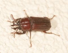 Syndesus cornutus