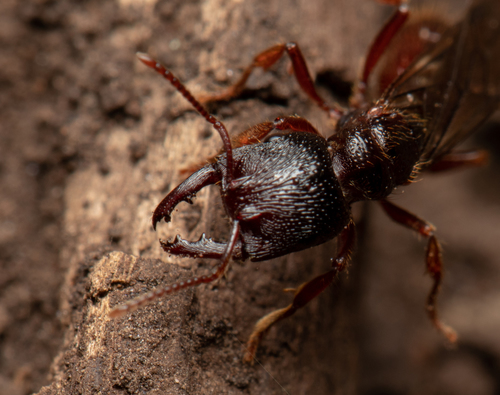 Southern Michelin Ant photo 5