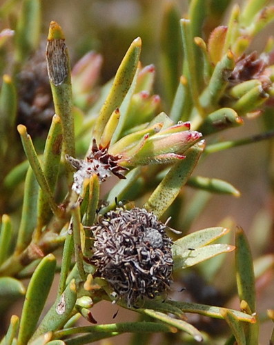 Image of Leucadendron verticillatum by (c) Charles Stirton, some rights reserved (CC BY-SA)